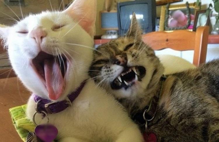 Purrfectly Hilarious: A Collection of Funny Cat Photos