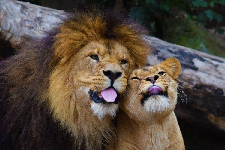 The funniest animals in action are the Comedy Kings and Queens!