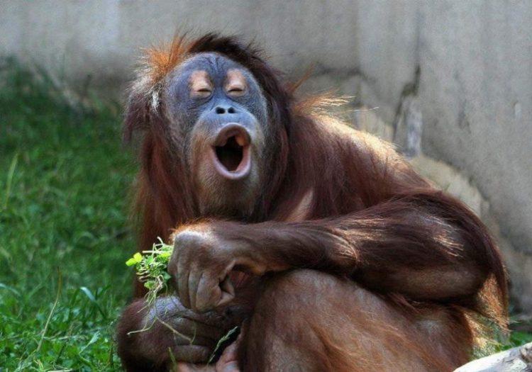 Comedy Kings and Queens: The Funniest Animals in Action!