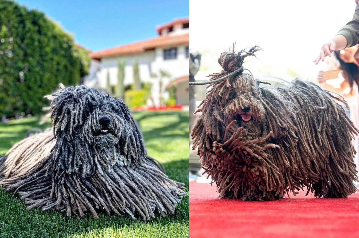 Luxury on Leash: The World’s Priciest and Exclusive Pooches