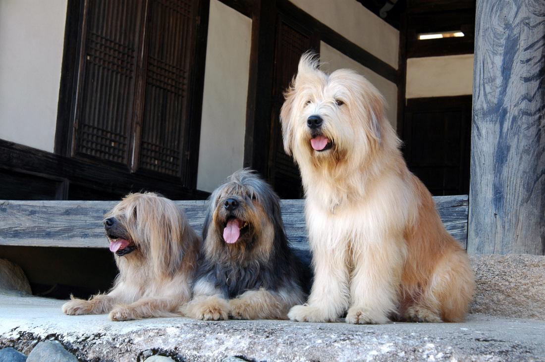 Luxury on Leash: The World's Priciest and Exclusive Pooches